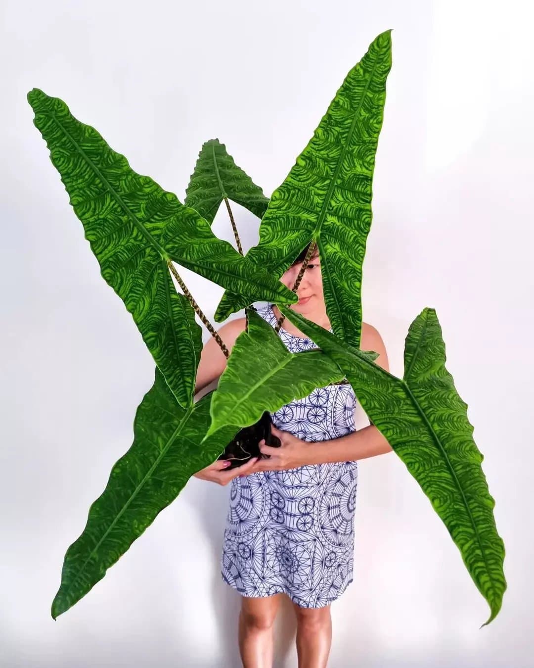 Alocasia zebrina 'Reticulata'