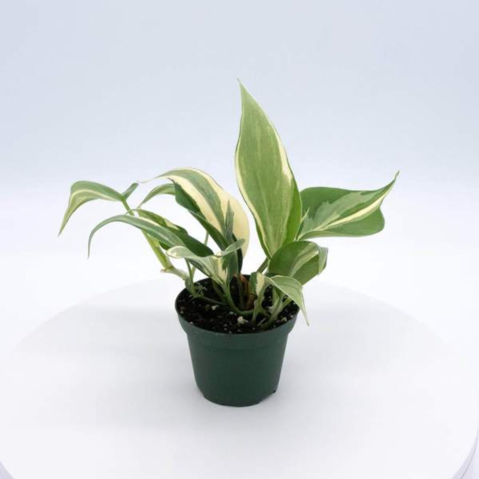 Philodendron 'Rio'