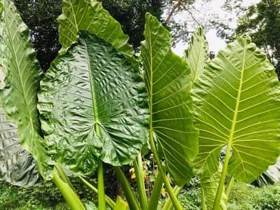 Alocasia macrorrhizos 'Big Mac'