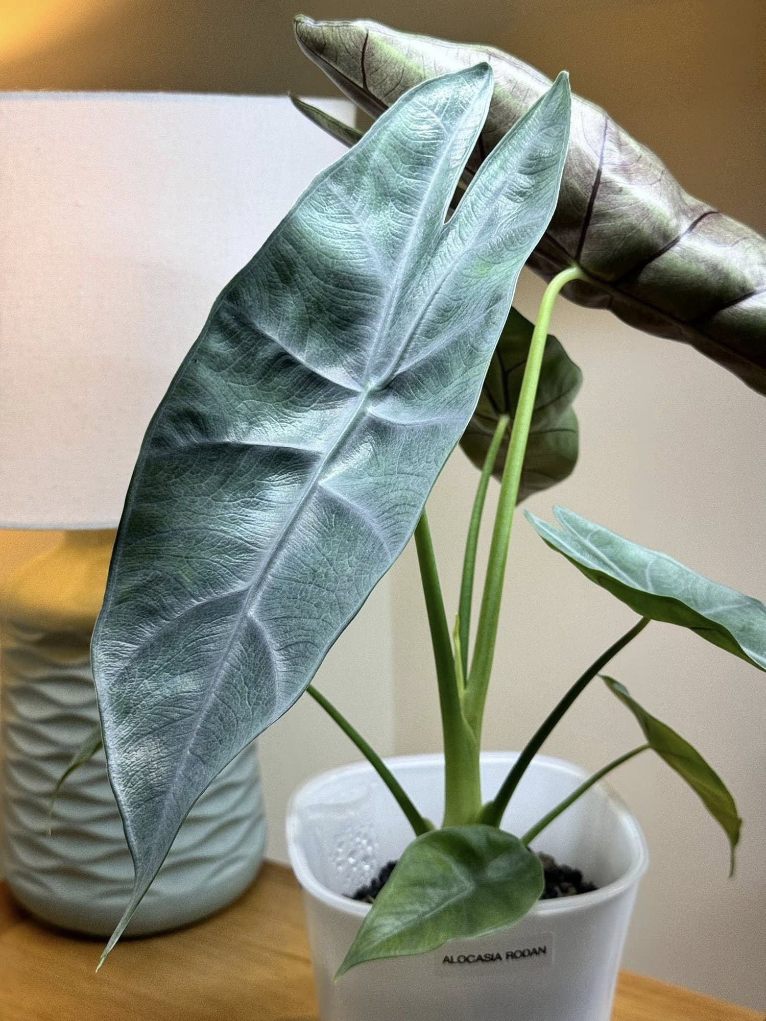 Alocasia 'Rodan'