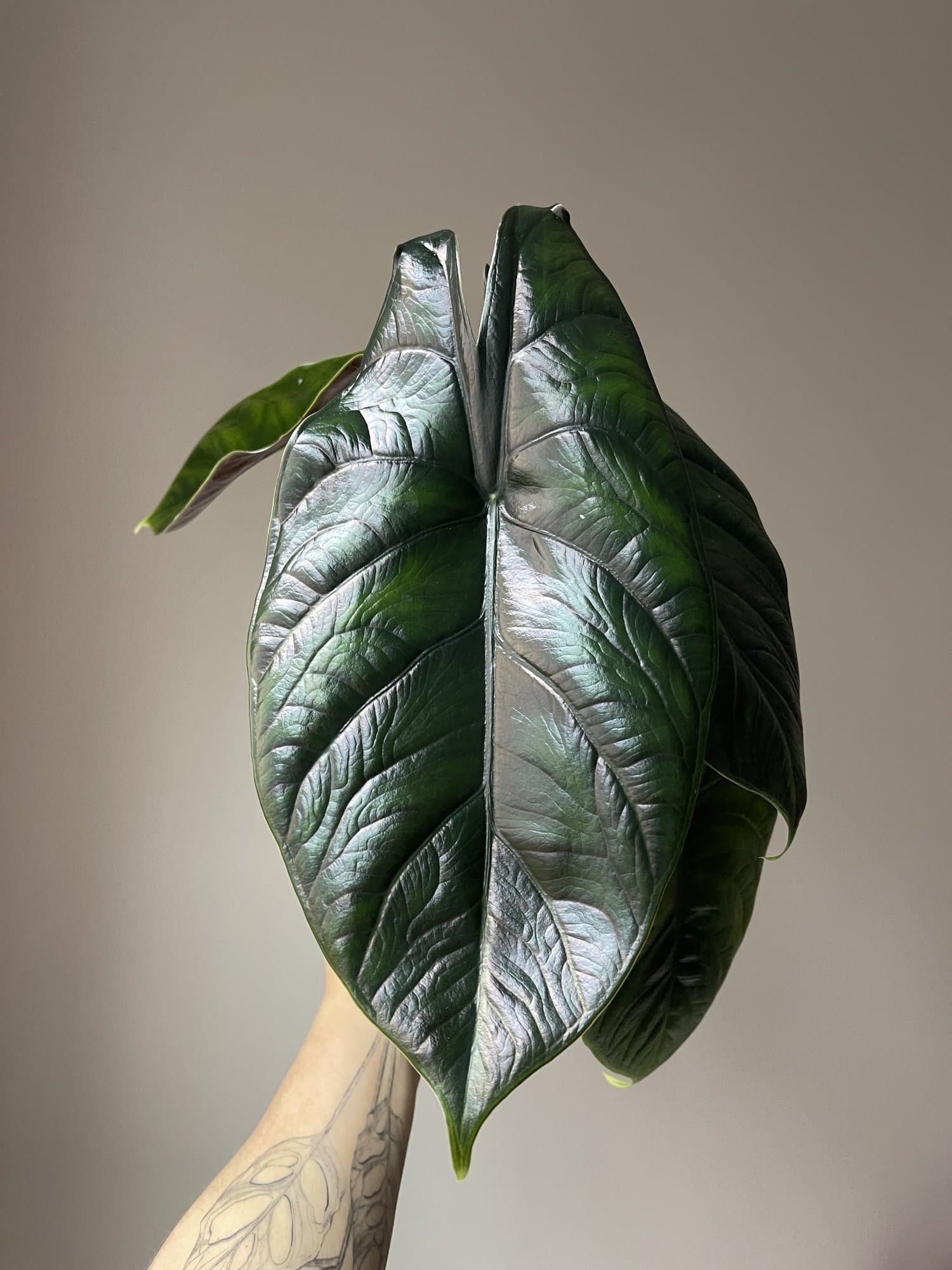 Alocasia 'Green Unicorn'
