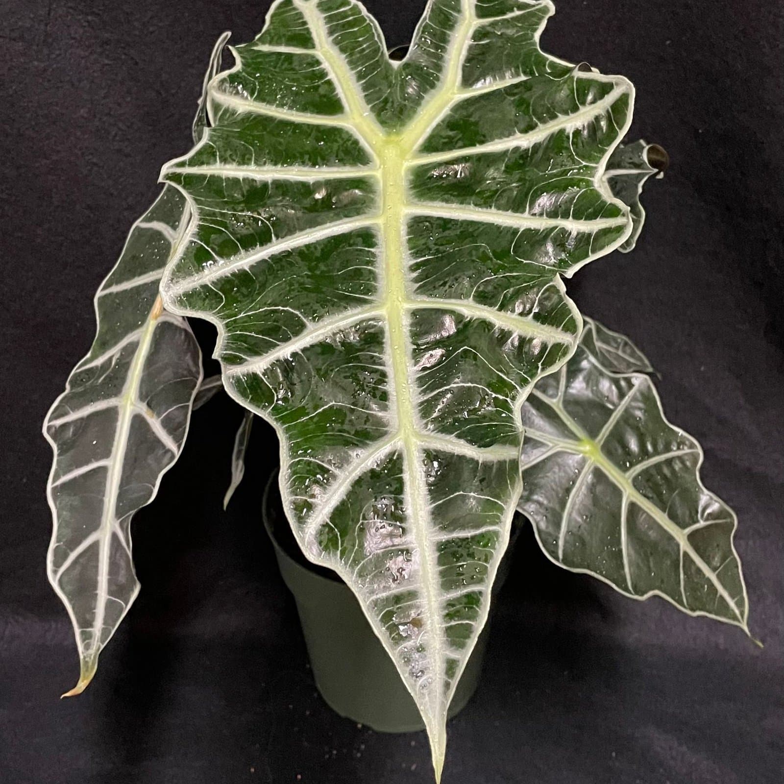 Alocasia sanderiana 'Polly'