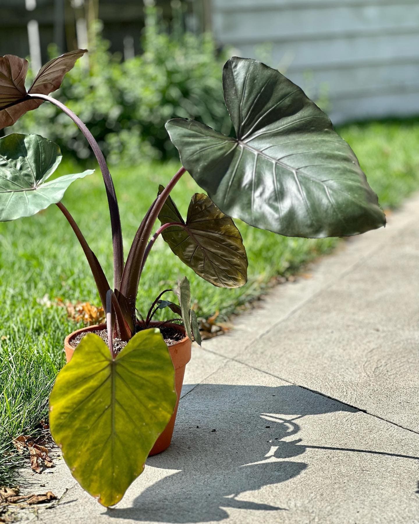 Alocasia 'Metalhead'