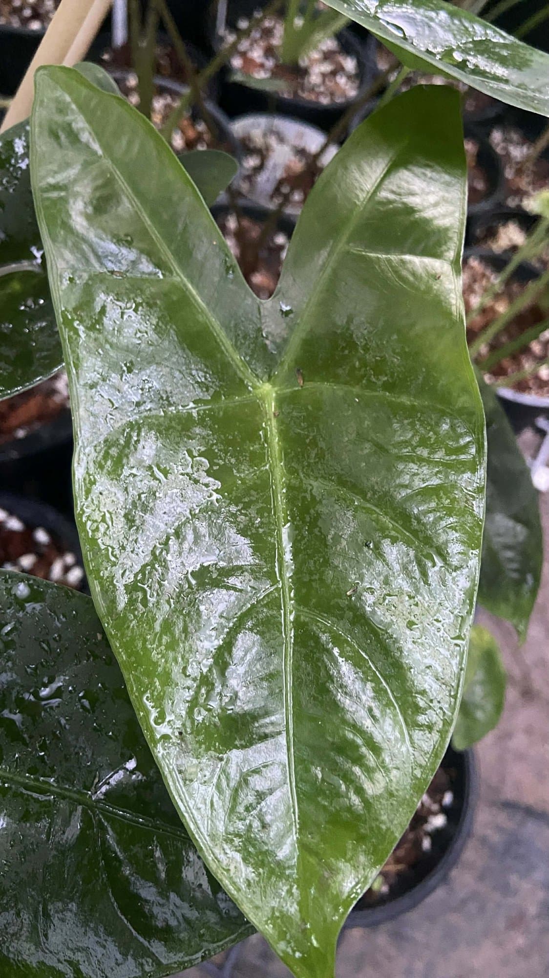 Alocasia 'Maanfah'