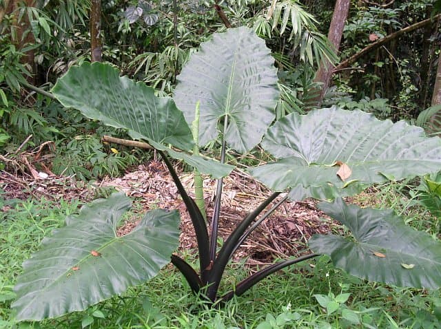 Alocasia macrorrhizos 'Shock Treatment'