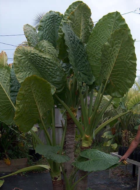 Alocasia macrorrhizos 'Borneo Giant'