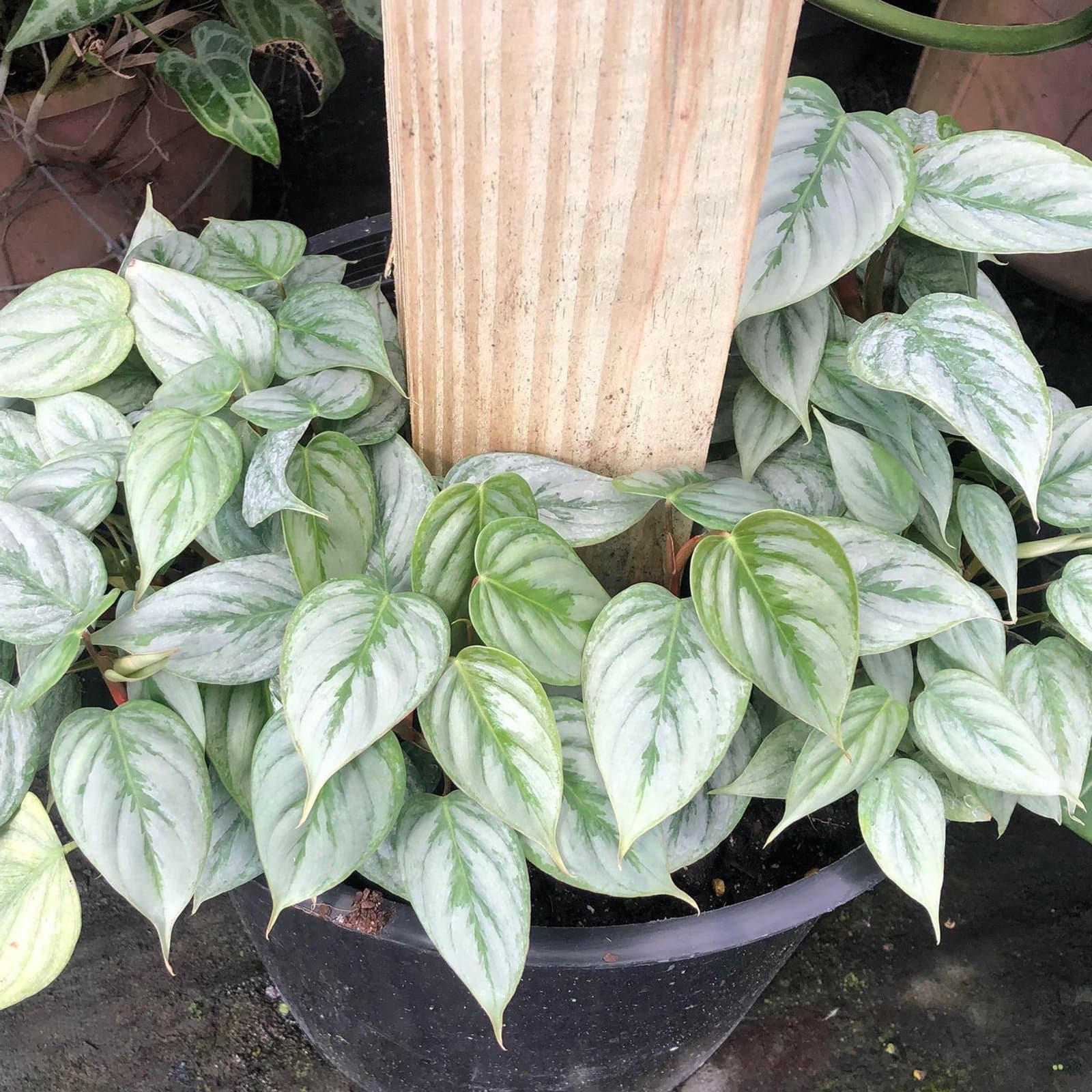 Philodendron sodiroi 'Sodirini'