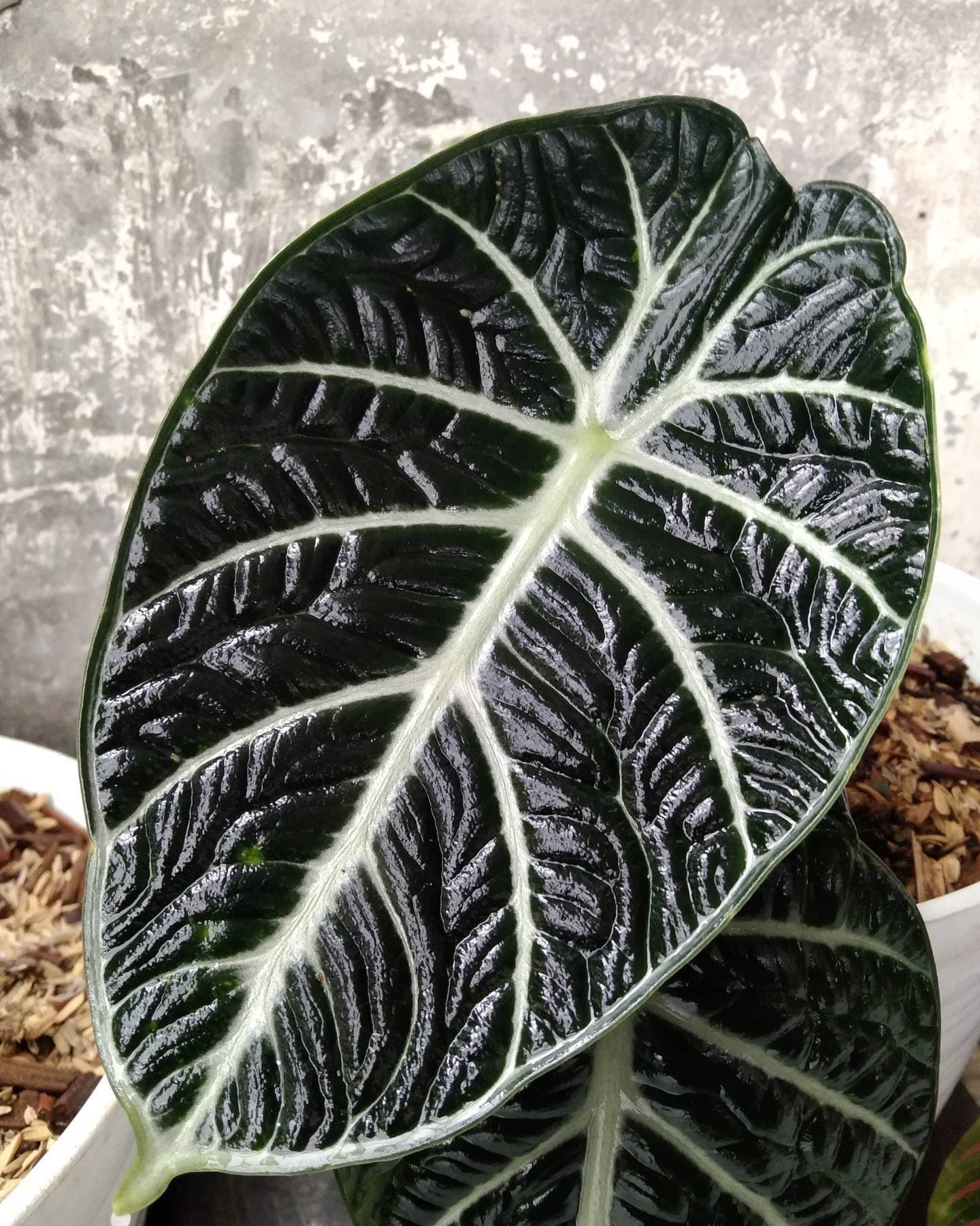 Alocasia reginula 'Black Ninja'