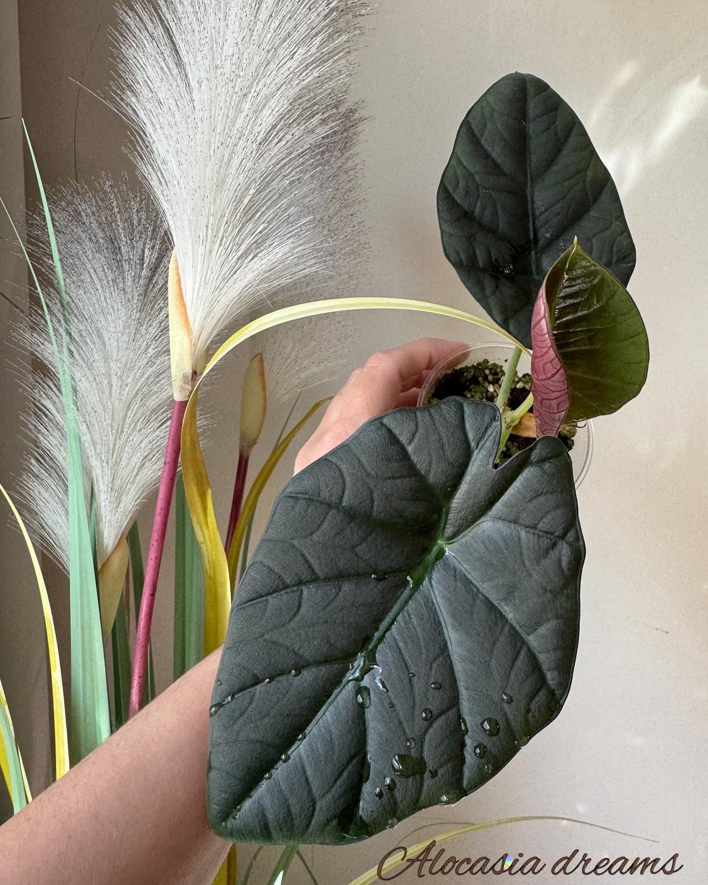 Alocasia 'Bimasena'