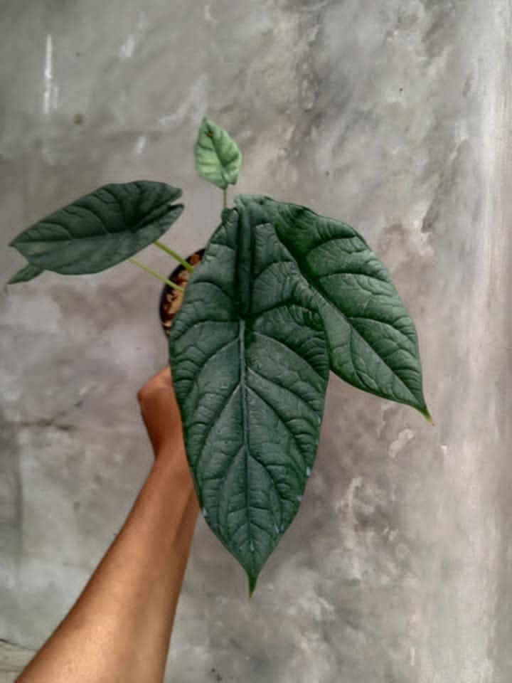 Alocasia 'Green Overra'