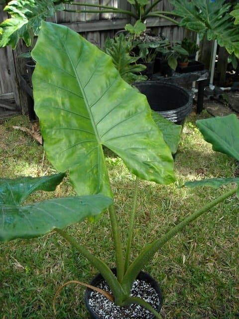 Alocasia 'Giant Zebra'