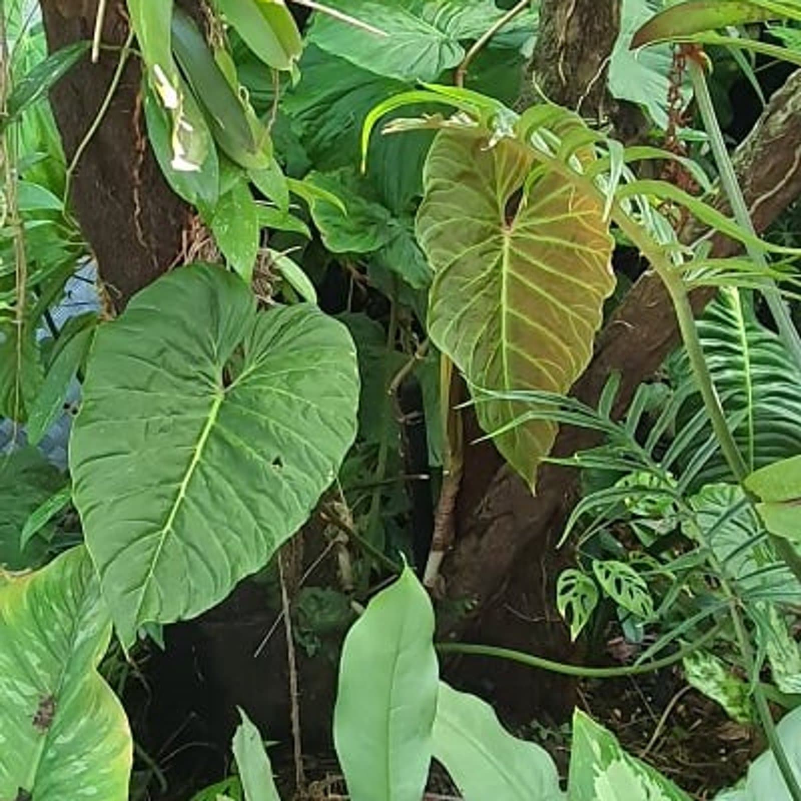 Philodendron sodiroi 'Majestic'
