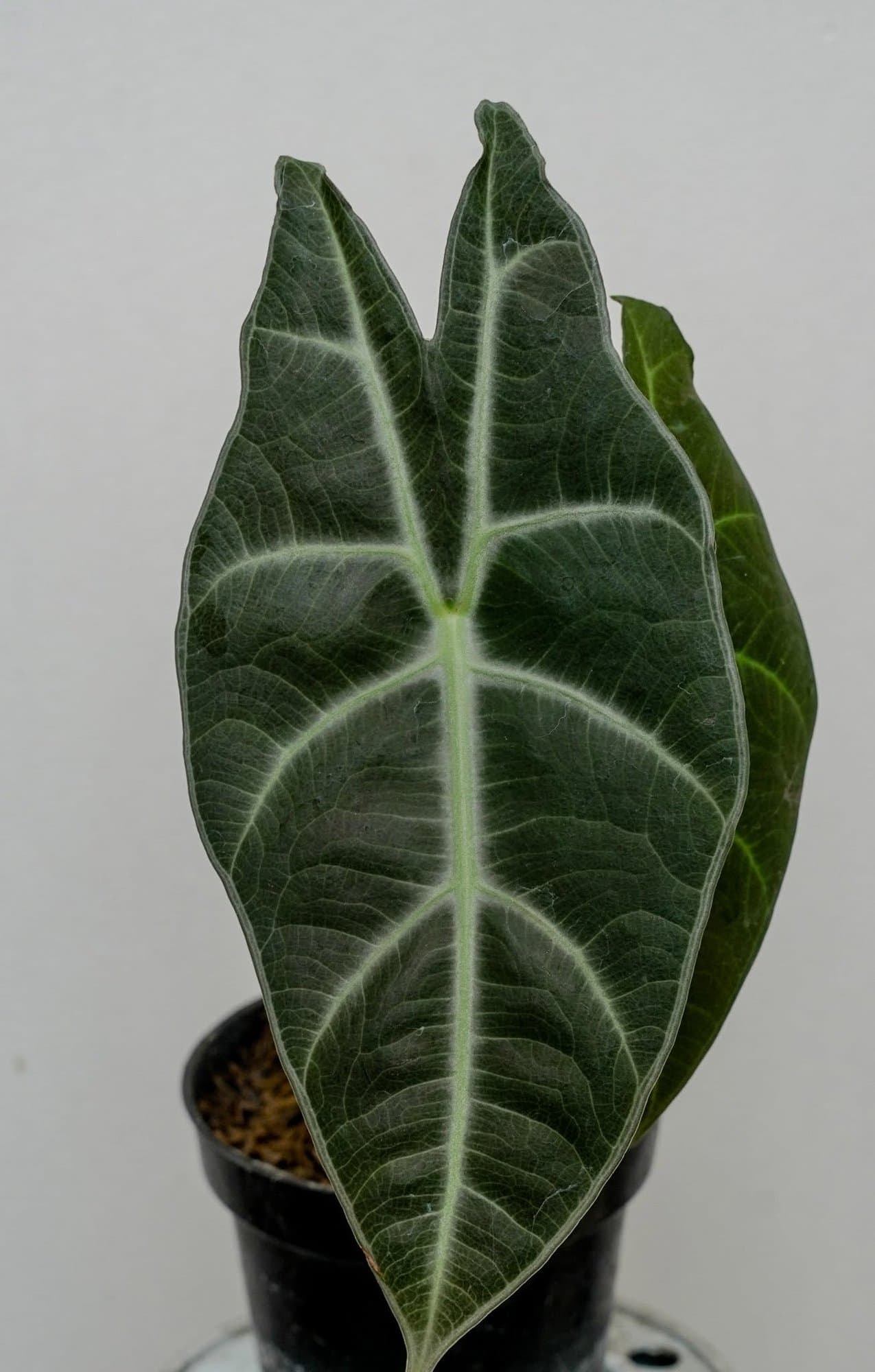 Alocasia 'Titan'