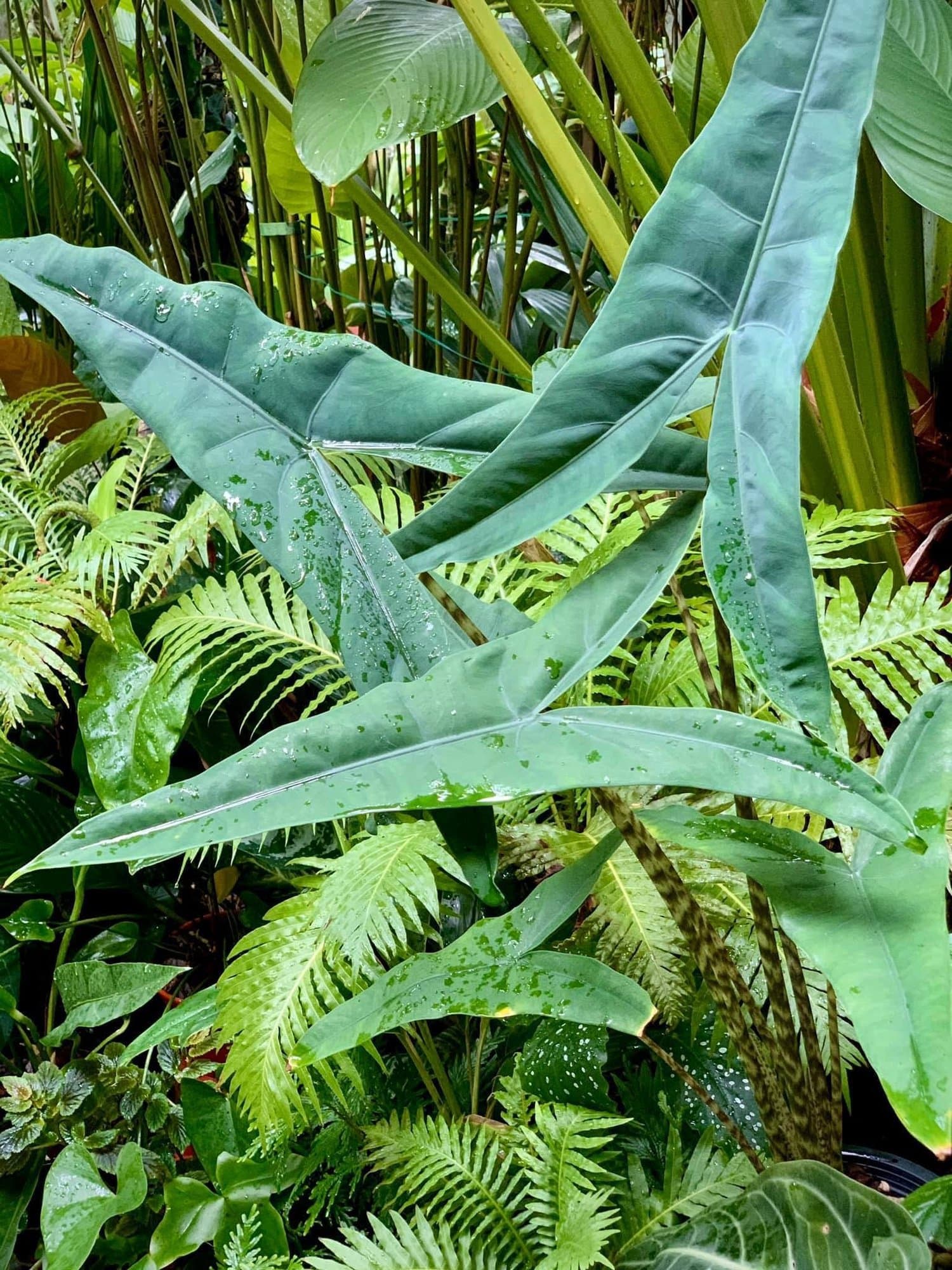 Alocasia zebrina 'Tigrina'