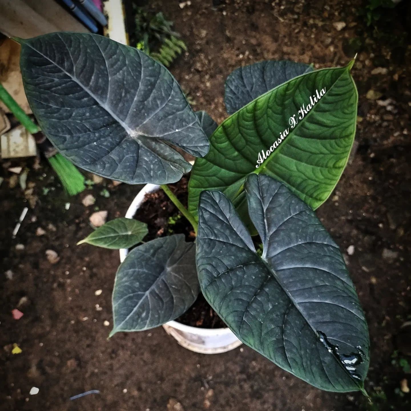Alocasia 'Kalila'