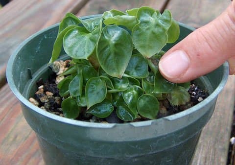 Alocasia 'Microdora'