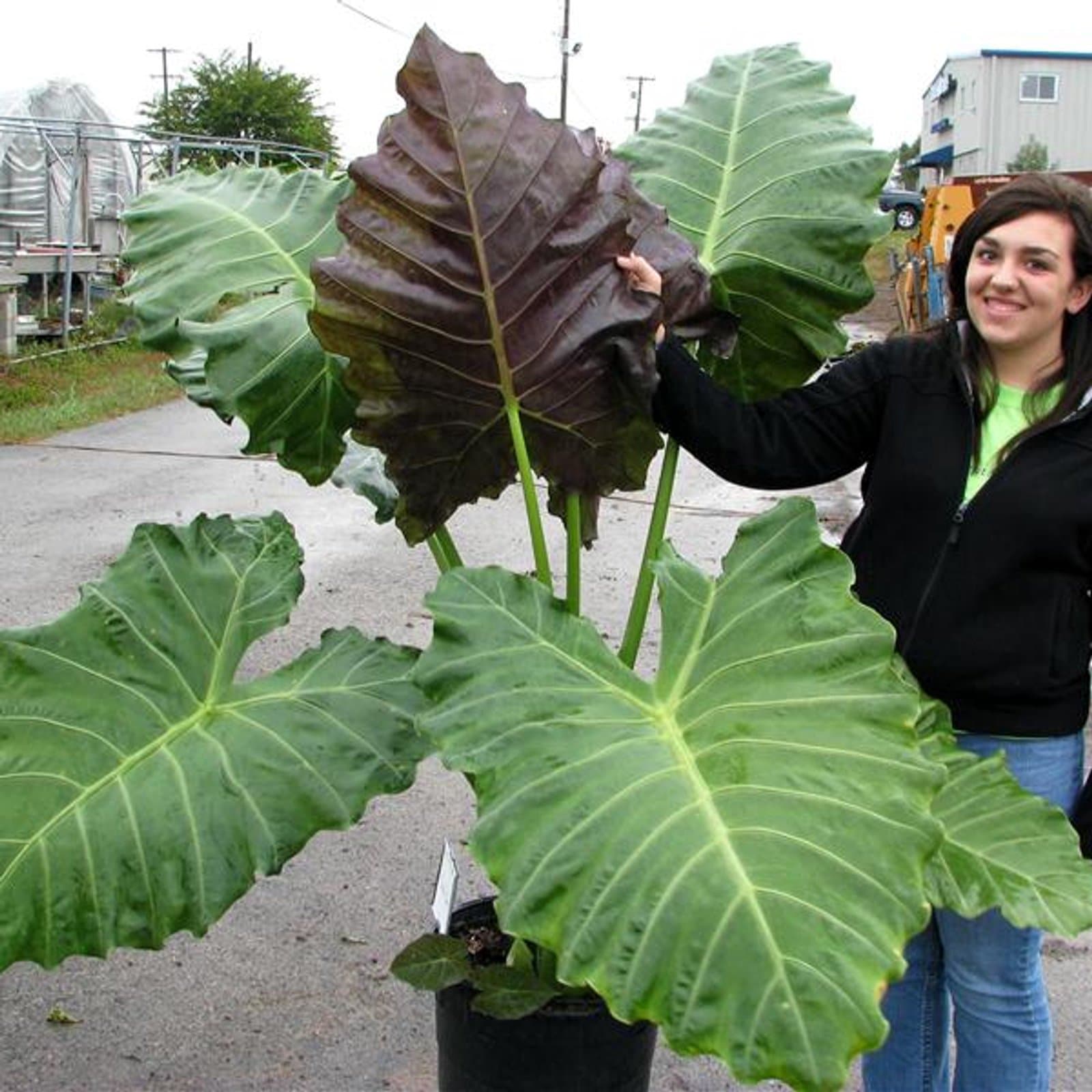 Alocasia 'Mayan Mask'