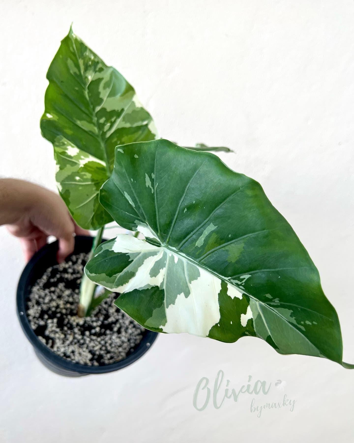 Alocasia odora 'Okinawa Silver'