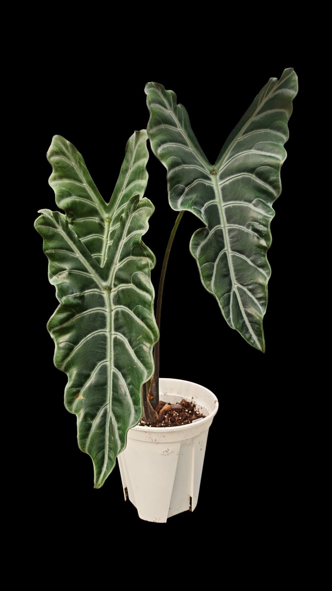 Alocasia 'Dark Butterfly'