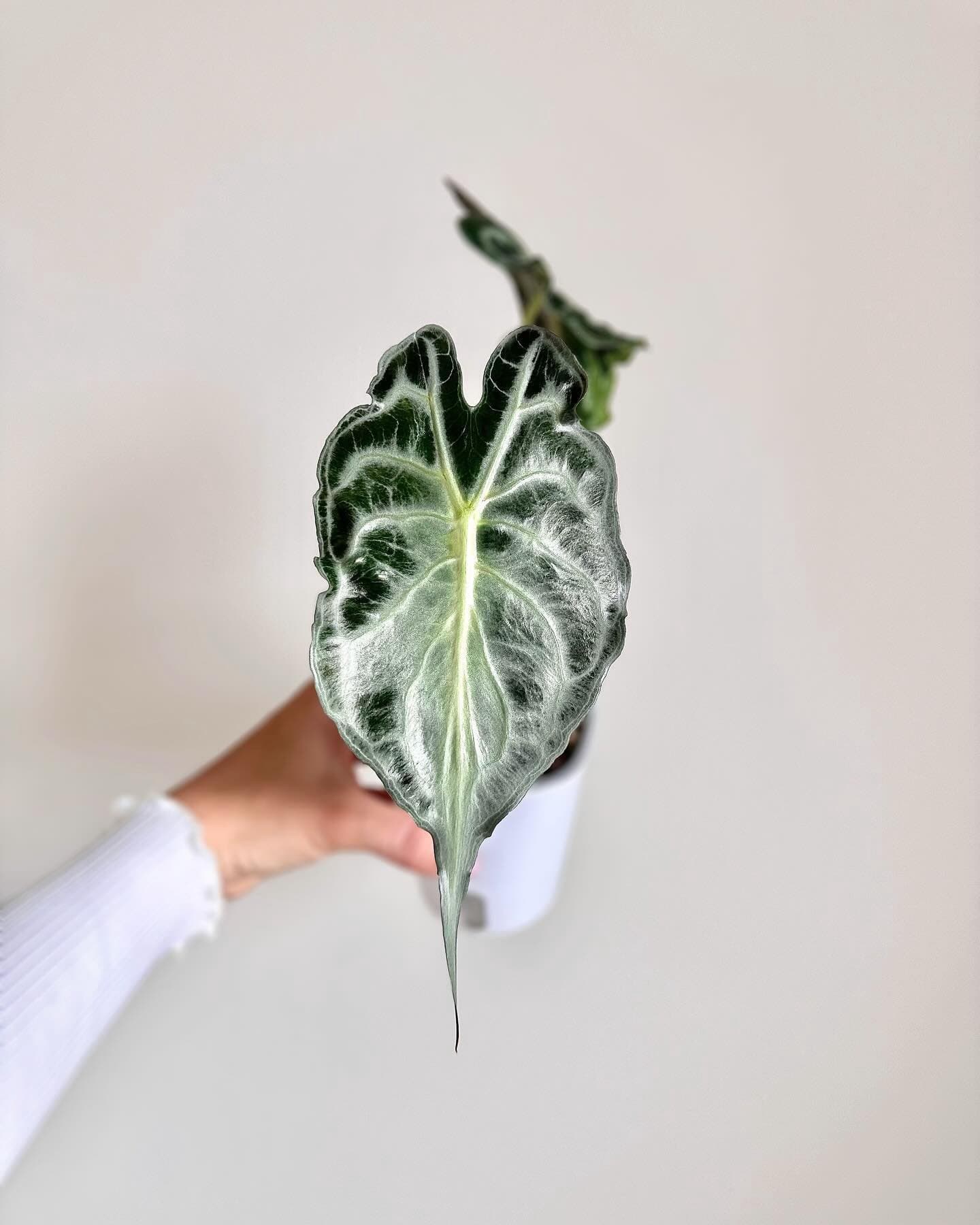 Alocasia 'Venom'