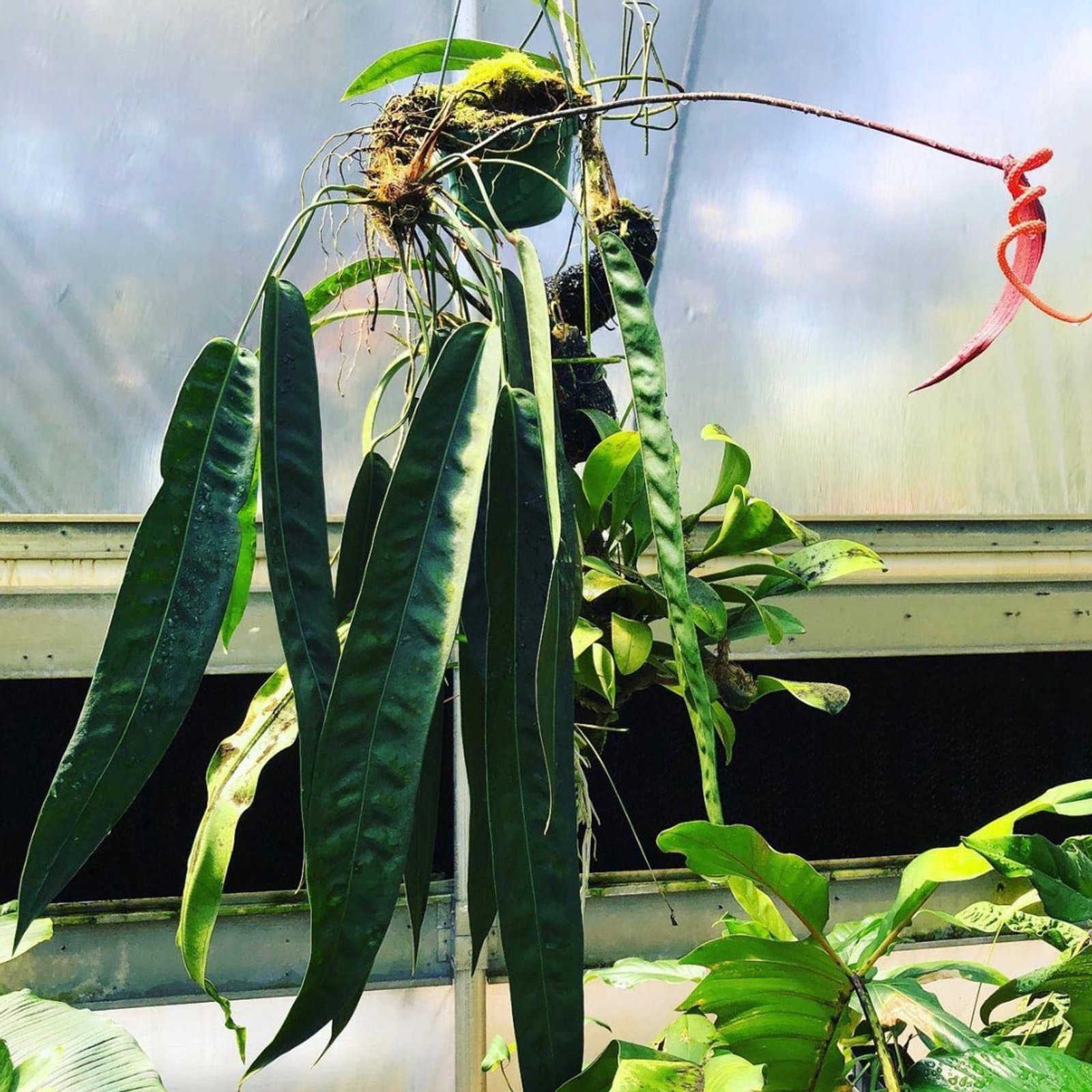 Anthurium wendlingeri 'Chainsaw'
