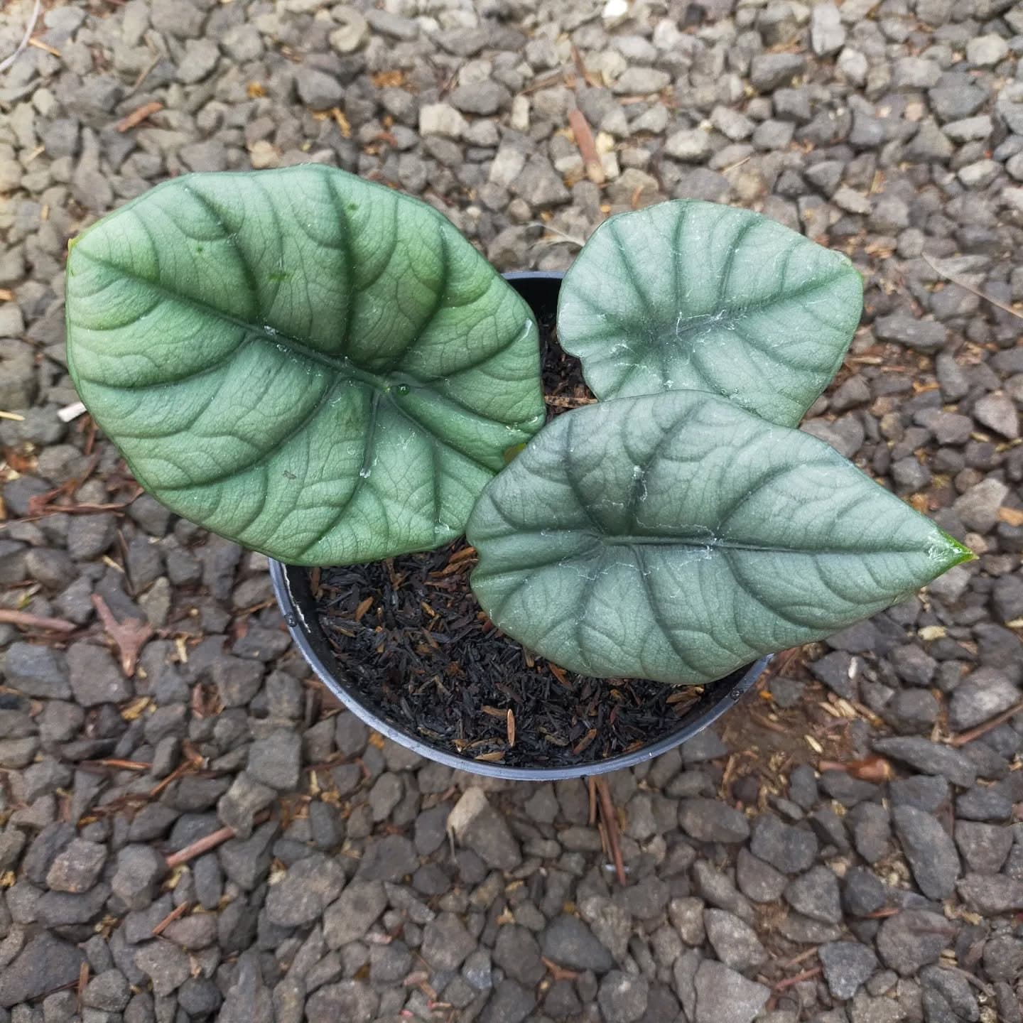 Alocasia 'Licosta'