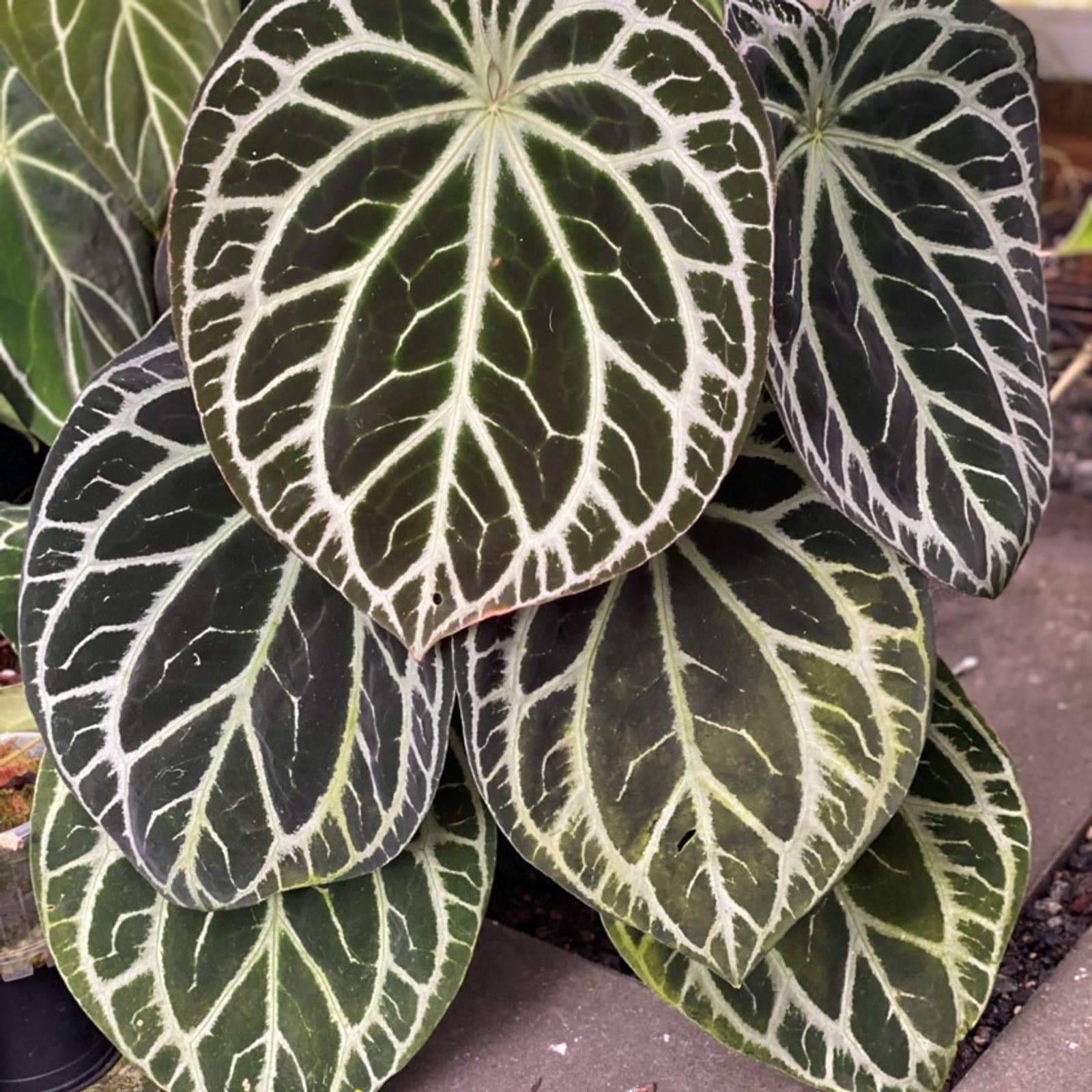 Anthurium 'Heinz'