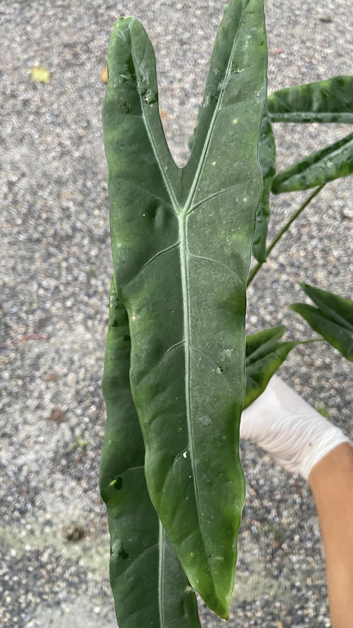 Alocasia 'Violet Blade'