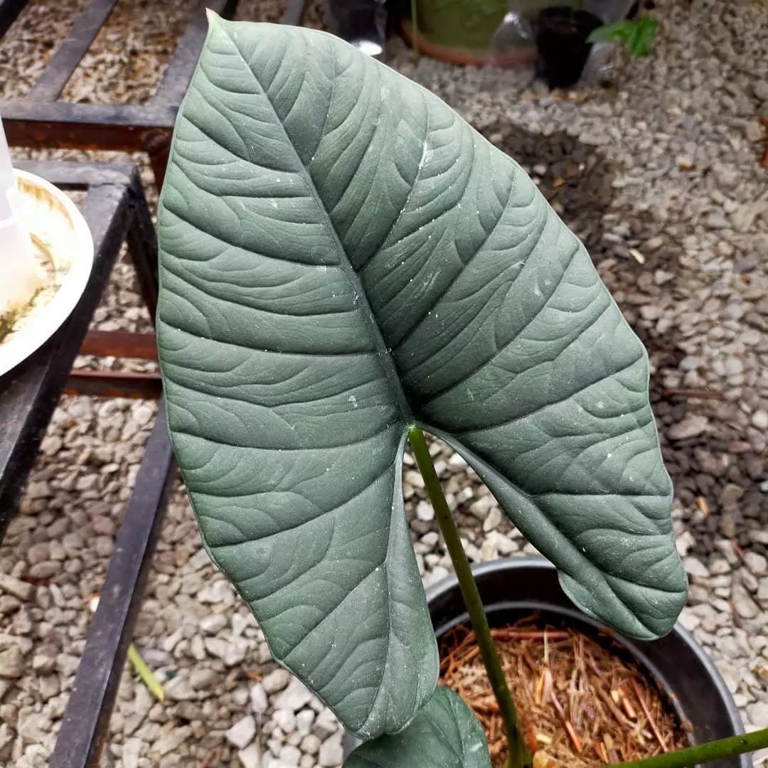 Alocasia 'Faizah'