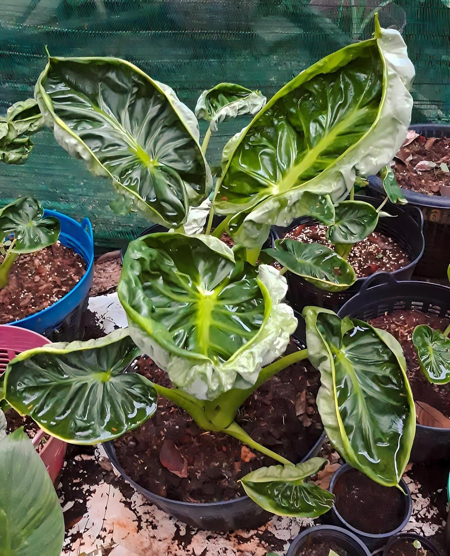 Alocasia hypoleuca 'Mahaphetra'