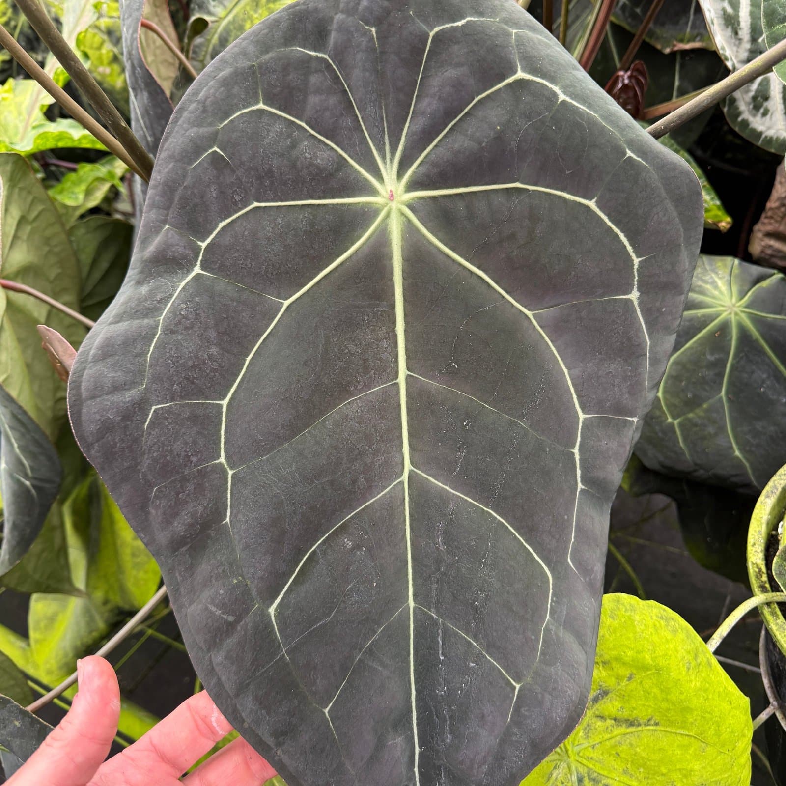 Anthurium 'Jack Of Clubs'