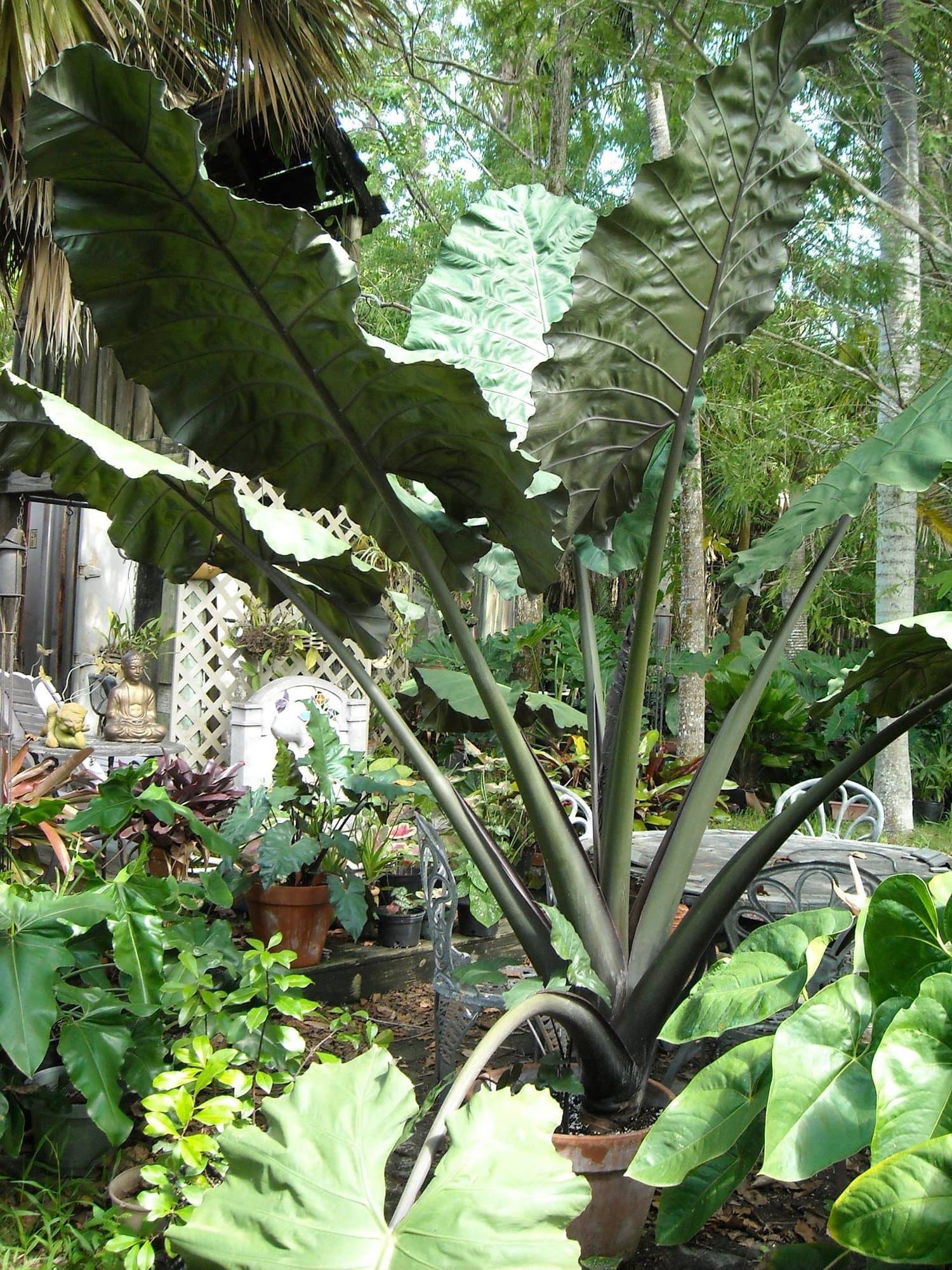 Alocasia 'Imperial Knight'
