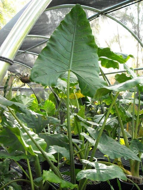 Alocasia 'Reticulate Giant'