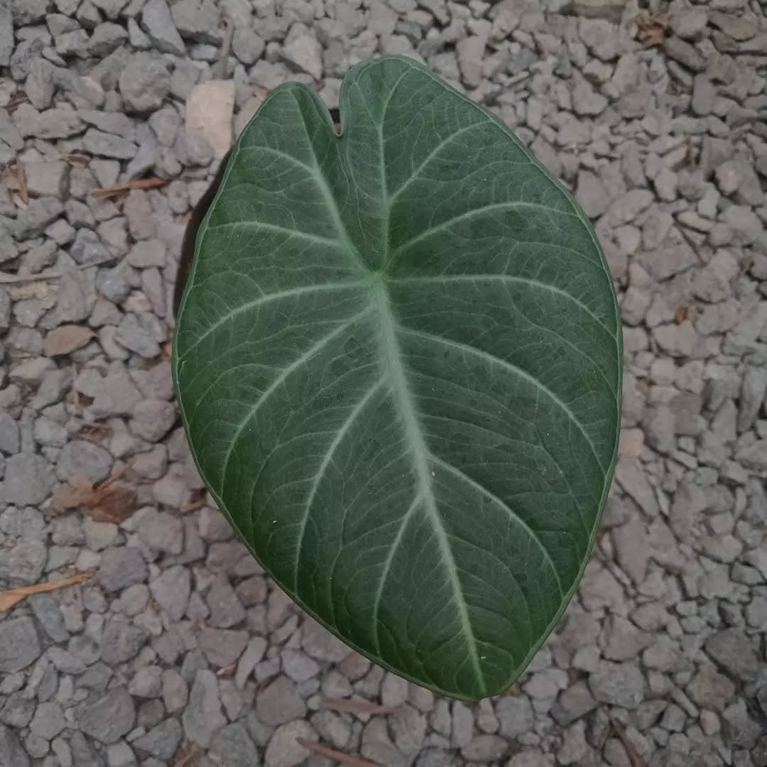 Alocasia 'Black Cobra'
