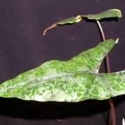 Alocasia princeps 'Candy Sticks'