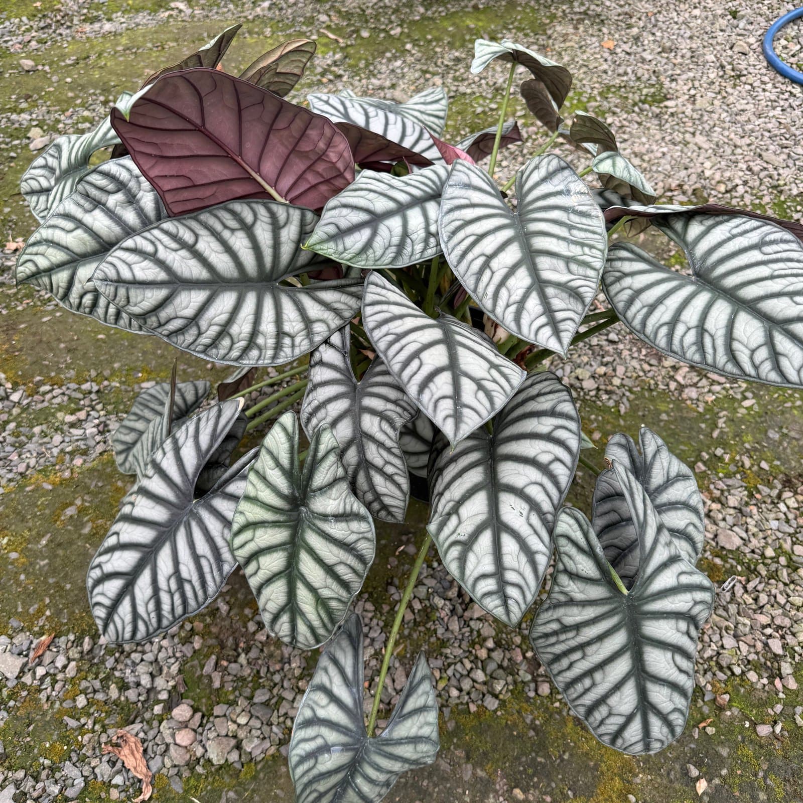 Alocasia 'White Dragon'