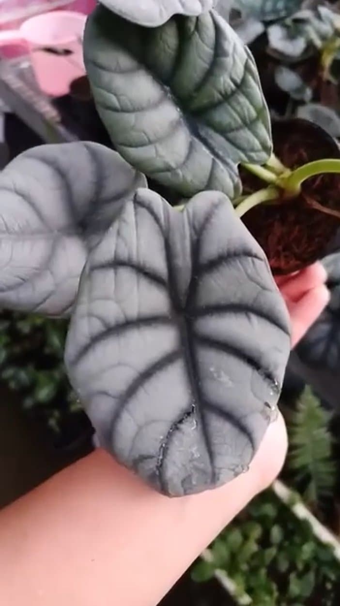 Alocasia 'Silvana'
