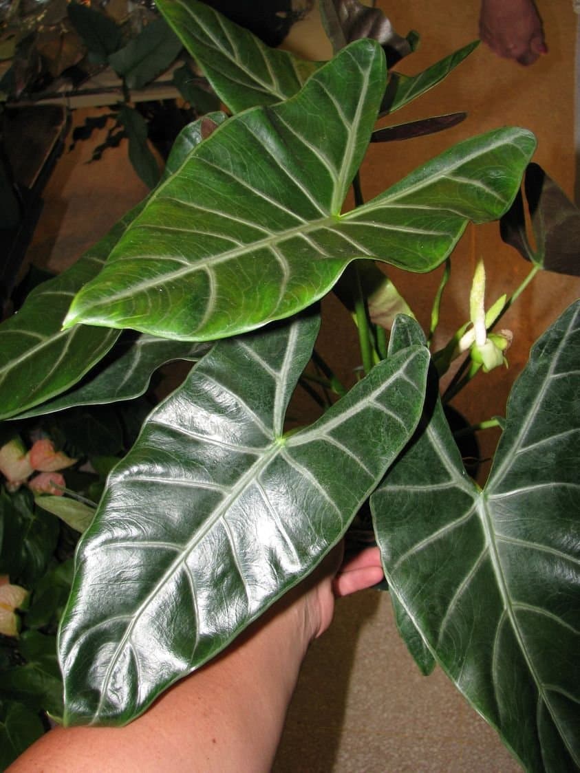 Alocasia 'Louisville'