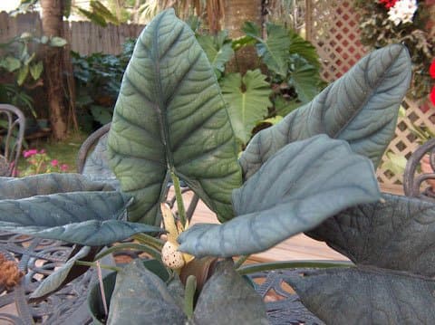Alocasia reginae 'Miri'