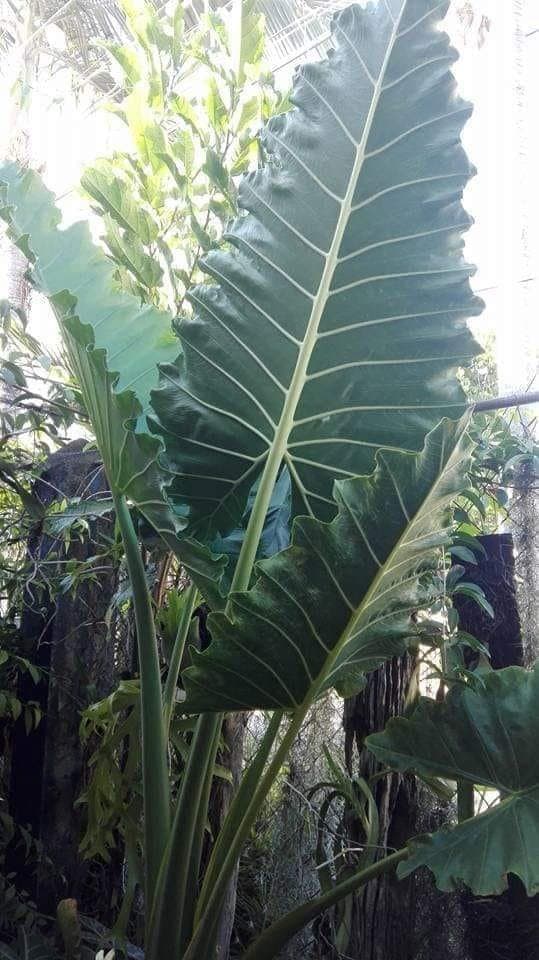 Alocasia 'Paul Fernandez'