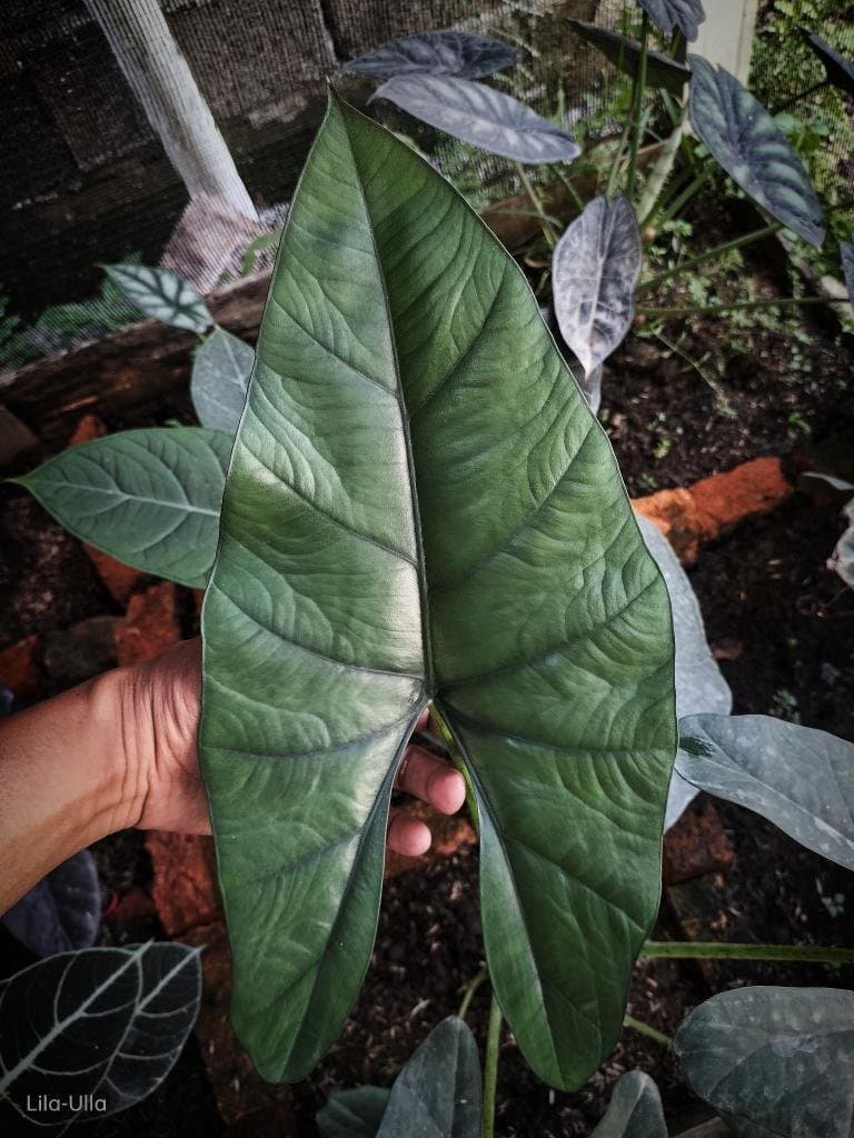 Alocasia 'Katya'