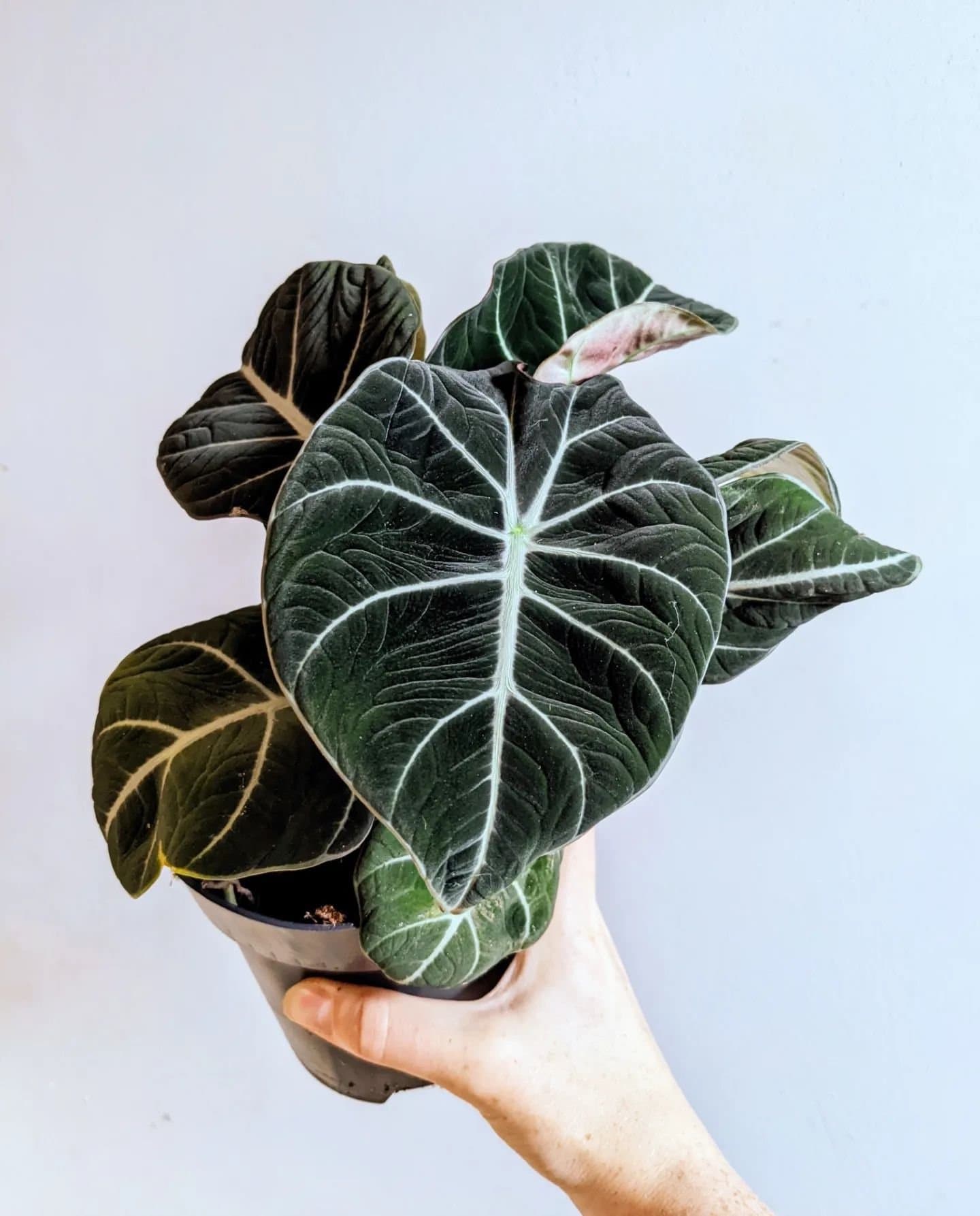 Alocasia reginula 'Black Velvet'