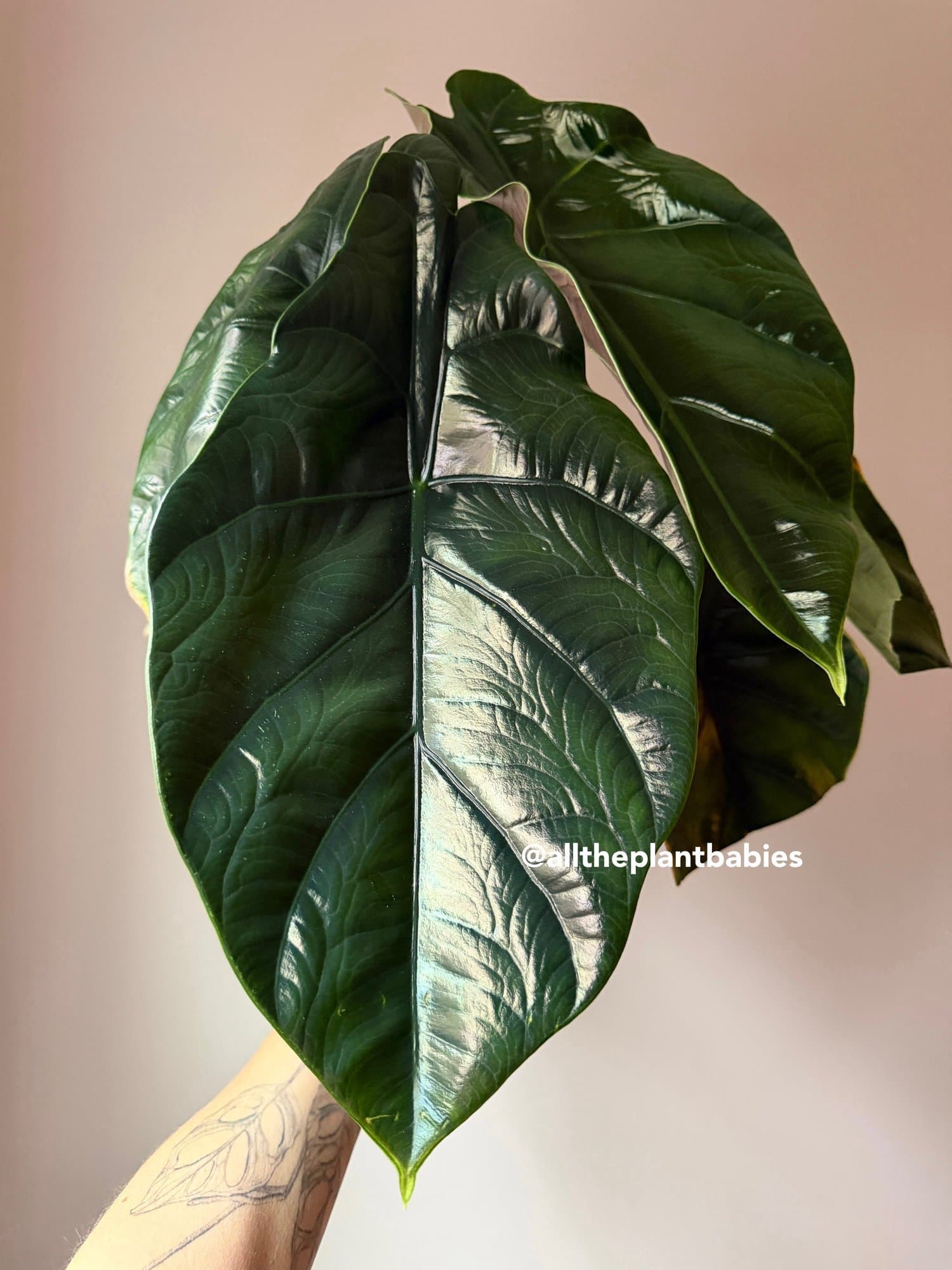 Alocasia 'Green Pegasus'