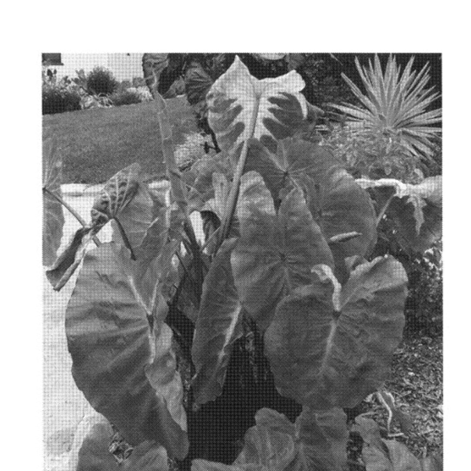 Colocasia 'White Lava'