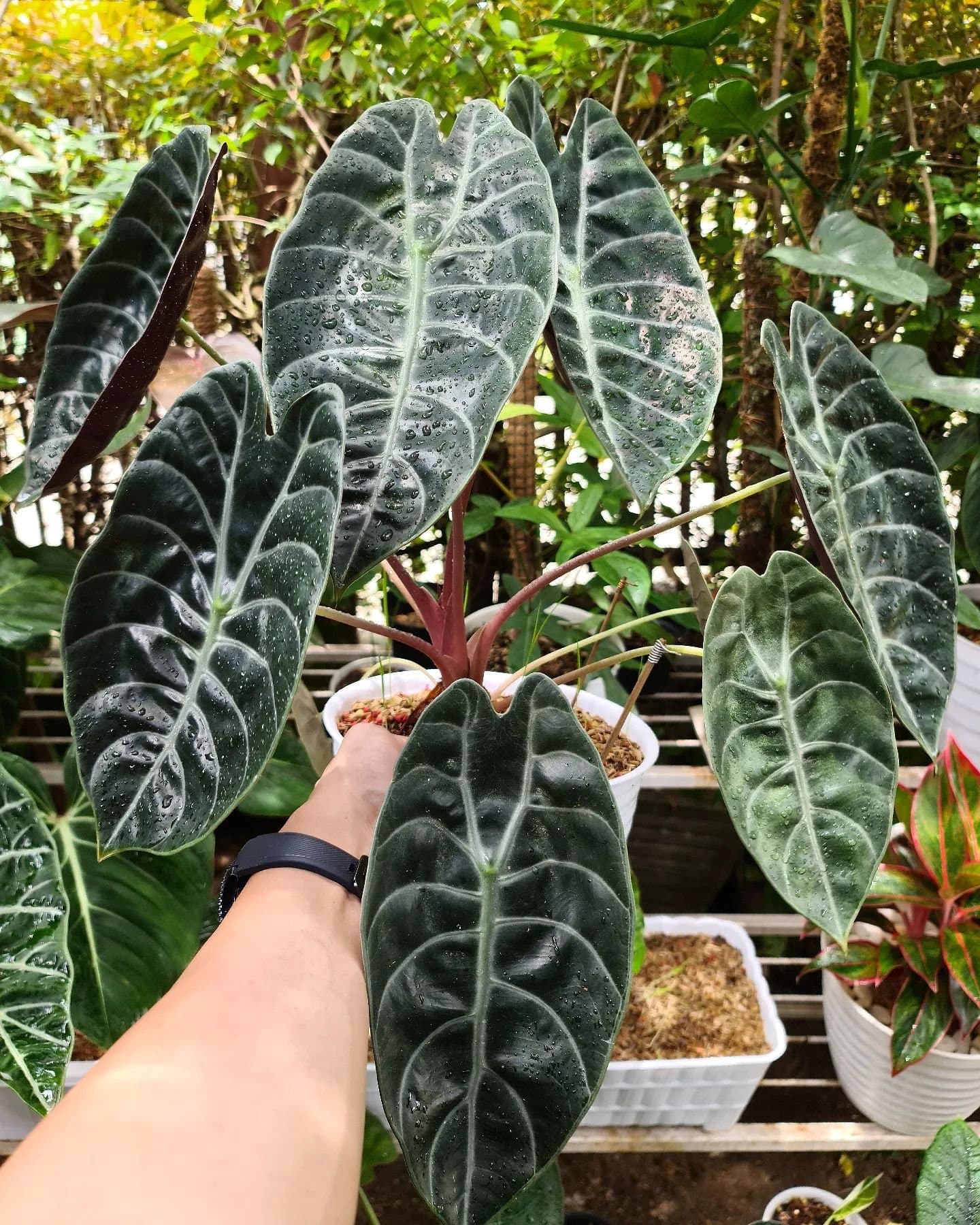 Alocasia 'Sedenii'