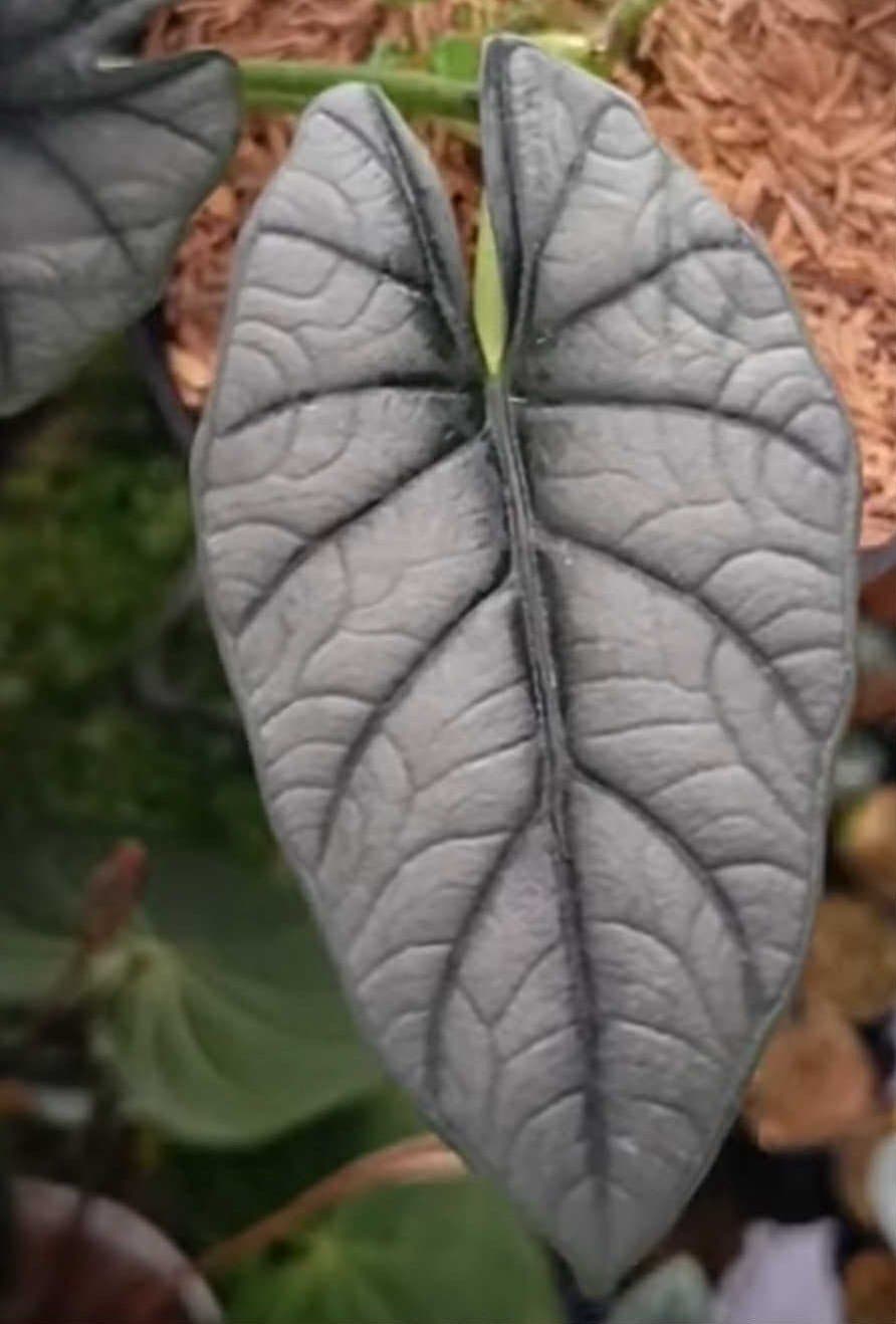 Alocasia 'Yusuf 1'