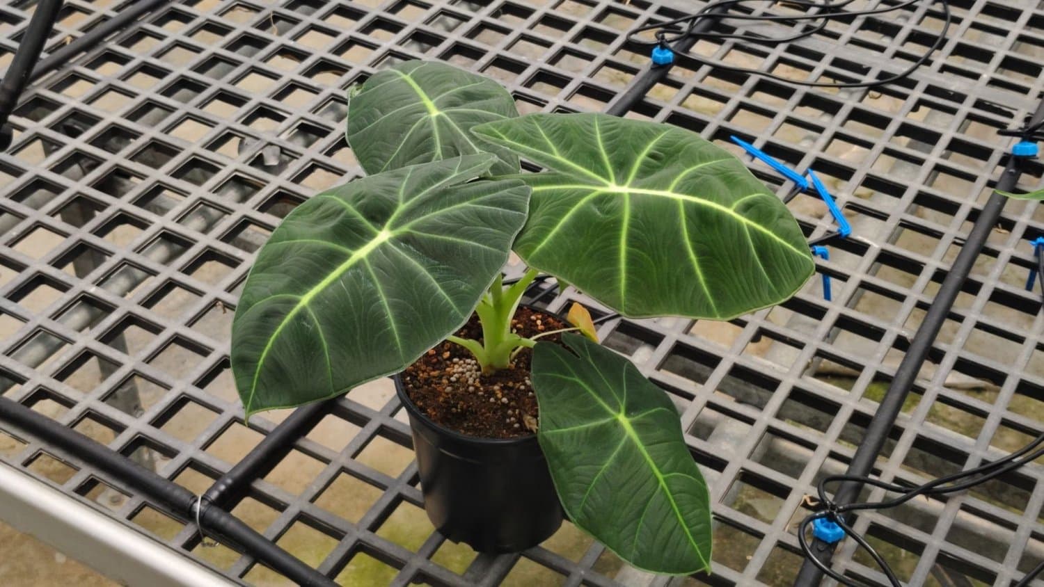 Alocasia 'Black Tortoise'