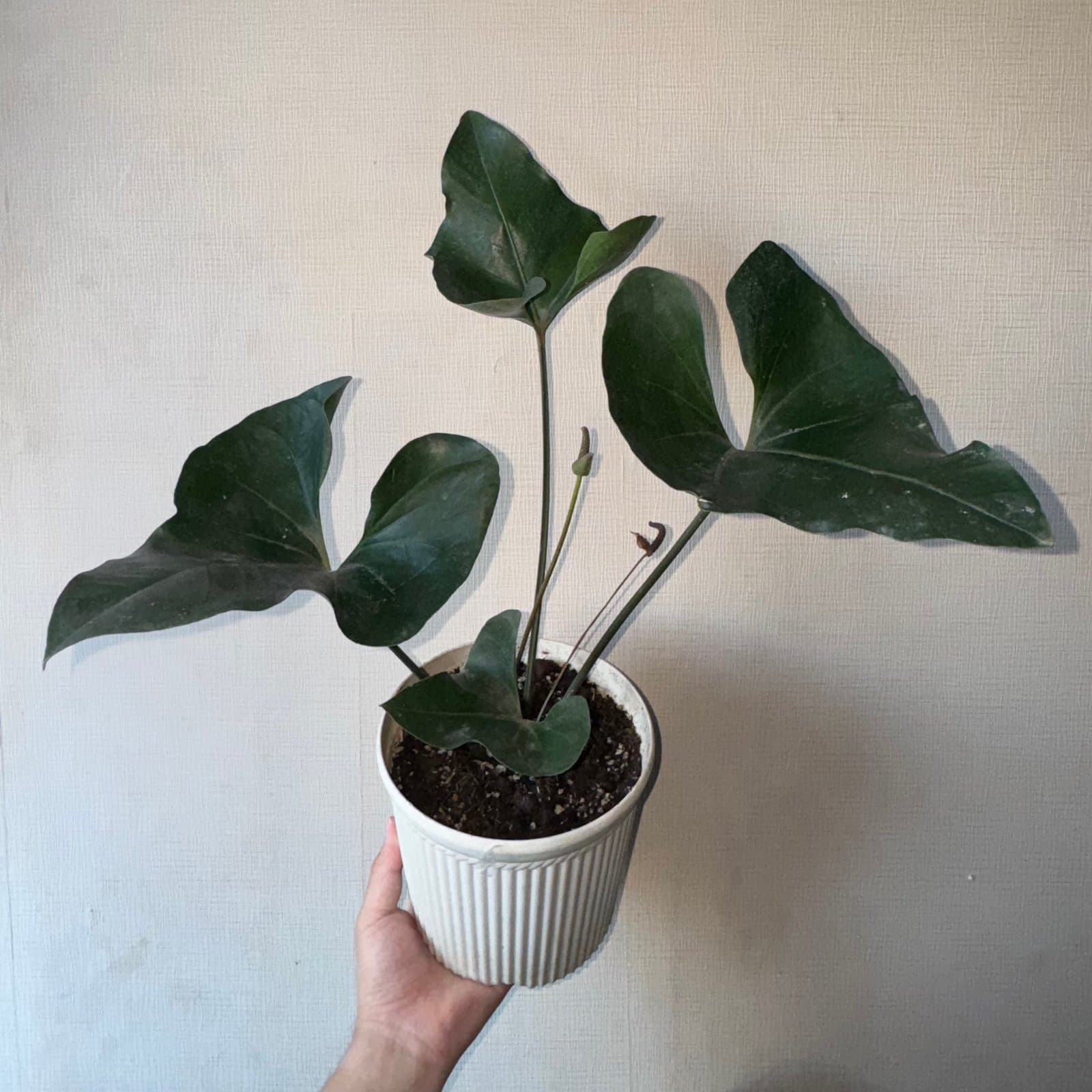 Anthurium 'Black Haribon'