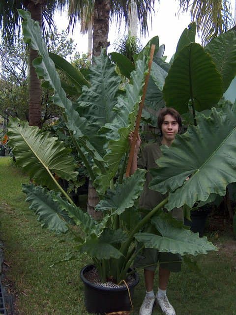 Alocasia 'Sinuate Mac'