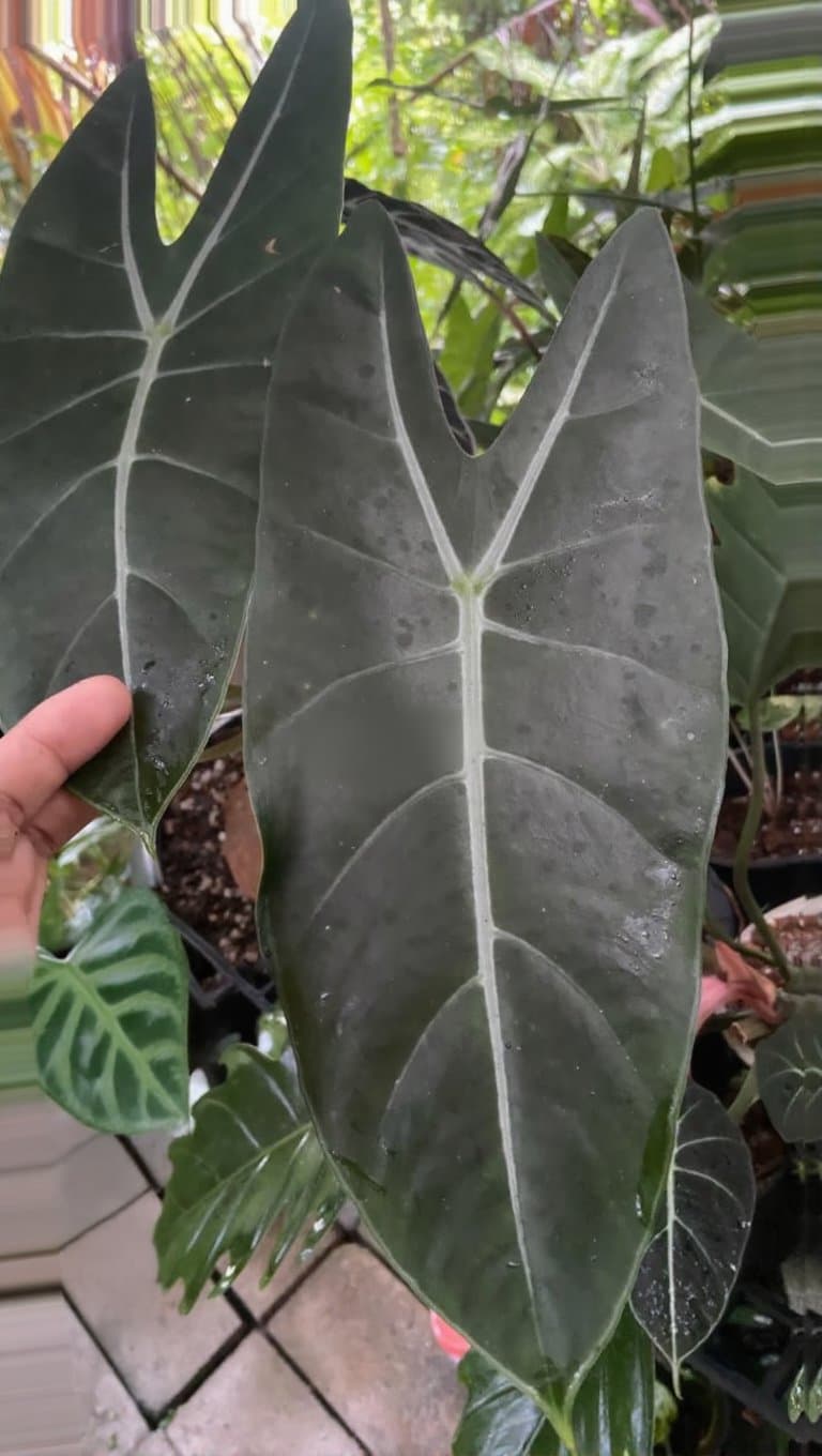 Alocasia 'Platinum Star'